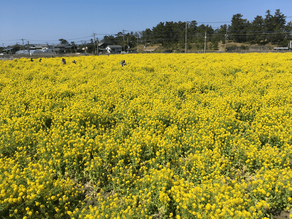 福ふくの里 菜の花
